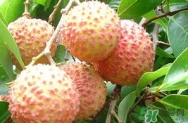 桂味荔枝多少錢(qián)一斤2017？桂味荔枝價(jià)格