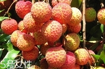 雞嘴荔枝多少錢一斤2017？香山雞嘴荔枝什么價(jià)錢