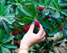 吃楊梅會感染sk5病毒嗎？吃楊梅感染sk5病毒是真的嗎？