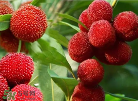 吃楊梅會感染sk5病毒嗎？吃楊梅感染sk5病毒是真的嗎？