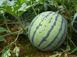 麒麟瓜多少錢(qián)一斤？麒麟瓜多少錢(qián)一斤2017？