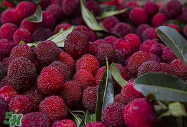 吃楊梅中毒是真的嗎？吃楊梅會中毒嗎？