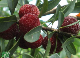 吃楊梅中毒是真的嗎？吃楊梅會中毒嗎？