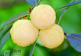 吃楊梅中毒怎么辦？吃楊梅中毒的癥狀