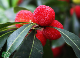 吃楊梅中毒怎么辦？吃楊梅中毒的癥狀