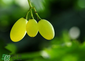 青提孕婦可以吃嗎？孕婦可以吃青提子嗎？