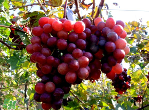 提子熱量高嗎？提子熱量是多少？