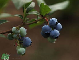 藍(lán)莓和蝦能一起吃嗎？吃藍(lán)莓后能吃蝦嗎？