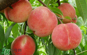 水蜜桃可以和香蕉一起吃嗎？水蜜桃可以跟香蕉同吃嗎？