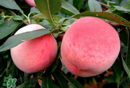 毛桃吃多了會怎么樣？毛桃吃多了好不好？