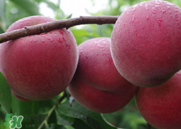 毛桃吃多了會怎么樣？毛桃吃多了好不好？