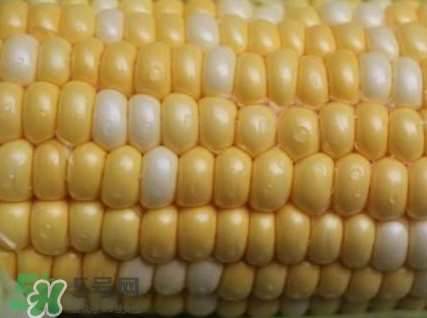 水果玉米孕婦能吃嗎？懷孕可以吃水果玉米嗎