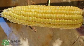 水果玉米是甜玉米嗎？水果玉米和甜玉米的區(qū)別