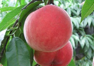 毛桃吃多了會(huì)怎么樣？毛桃吃多了好不好？