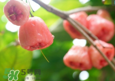 蓮霧什么季節(jié)吃最好？什么品種的蓮霧最好吃