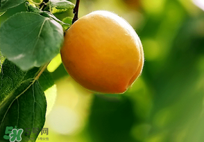 六月份還有柚子嗎？六月份哪里能買到柚子？