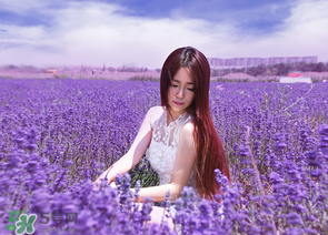 六月份還有薰衣草嗎？6月份哪里有薰衣草？