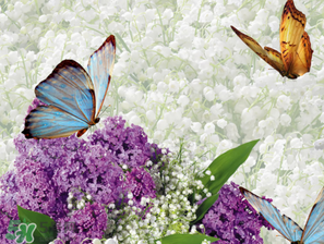 六月份還有薰衣草嗎？6月份哪里有薰衣草？