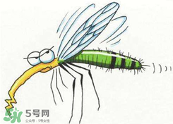 招蚊子是什么原因？招蚊子體質怎么辦？