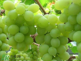 青提什么時候成熟？青提什么時候上市？