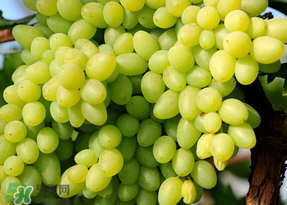 青提不能和什么一起吃？青提哪些人不能吃？