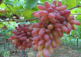 提子和桃子能一起吃嗎？提子和桃子一起吃好嗎？