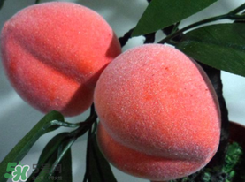 提子和桃子能一起吃嗎？提子和桃子一起吃好嗎？