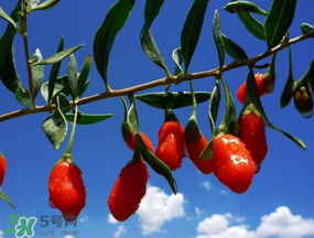 楊梅酒可以放枸杞嗎？楊梅酒里面可以加枸杞嗎？