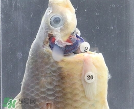 福爾馬林是泡尸水嗎？福爾馬林的作用是什么