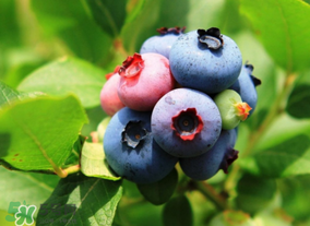 藍莓熱量高嗎？藍莓醬熱量高嗎？