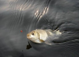 六月份怎么釣鯽魚？6月份釣鯽魚用什么餌料？