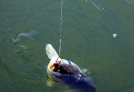 六月份怎么釣鯽魚？6月份釣鯽魚用什么餌料？