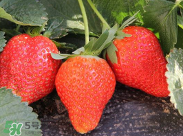 夏天可以種草莓嗎？草莓夏天怎么種？