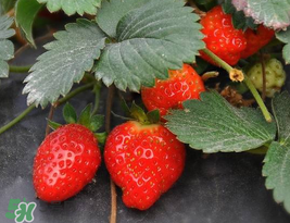 夏天可以種草莓嗎？草莓夏天怎么種？