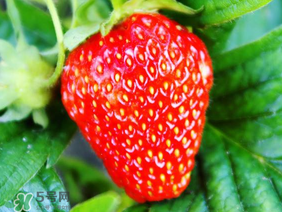 夏天有草莓嗎？夏天草莓結(jié)果嗎？