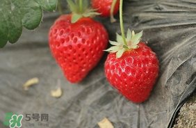 夏天有草莓嗎？夏天草莓結(jié)果嗎？