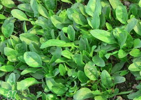 夏天可以種菠菜嗎？夏天菠菜為什么難種植？
