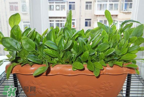 夏天可以種菠菜嗎？夏天菠菜為什么難種植？