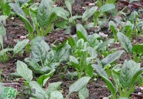 夏天可以種菠菜嗎？夏天菠菜為什么難種植？
