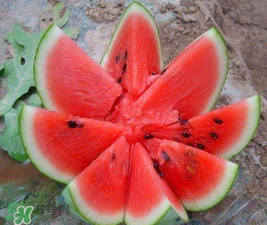 麒麟瓜和8424一樣嗎？麒麟瓜好吃還是8424瓜好吃？