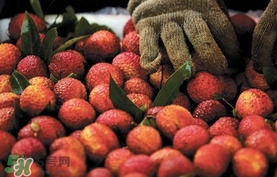 荔枝泡福爾馬林保鮮？如何鑒別用福爾馬林泡過(guò)的荔枝