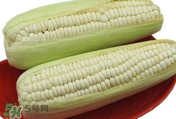 糯玉米怎么保存時間長？新鮮的糯玉米如何保存