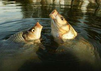 六月份怎么釣鯉魚？六月份釣鯉魚技巧