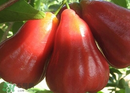 黑金剛蓮霧好吃嗎？黑金剛蓮霧多少錢一斤2017？