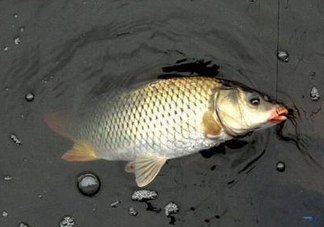 六月份怎么釣鯽魚？6月份釣鯽魚用什么餌料？