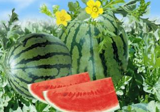 麒麟瓜和8424一樣嗎？麒麟瓜好吃還是8424瓜好吃？