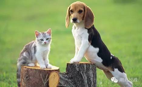 電蚊拍可以帶上火車嗎？電蚊拍可以帶上動車嗎？