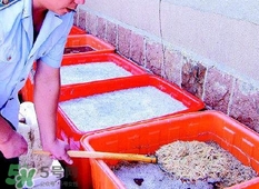 福爾馬林對人體有什么傷害？如何去除食物中的福爾馬林