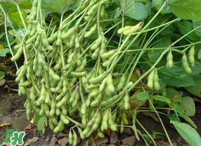 六月份可以種毛豆嗎？六月份毛豆怎么種植？