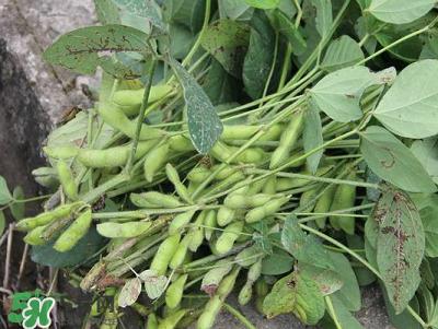 六月份可以種毛豆嗎？六月份毛豆怎么種植？